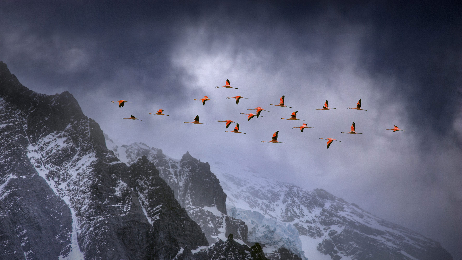 百内国家公园上空飞翔的智利红鹳，智利